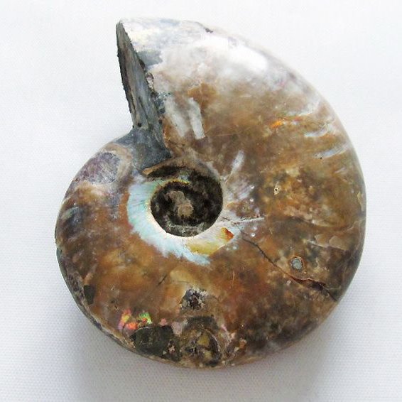 虹入り アンモナイト 化石[T570-4899]