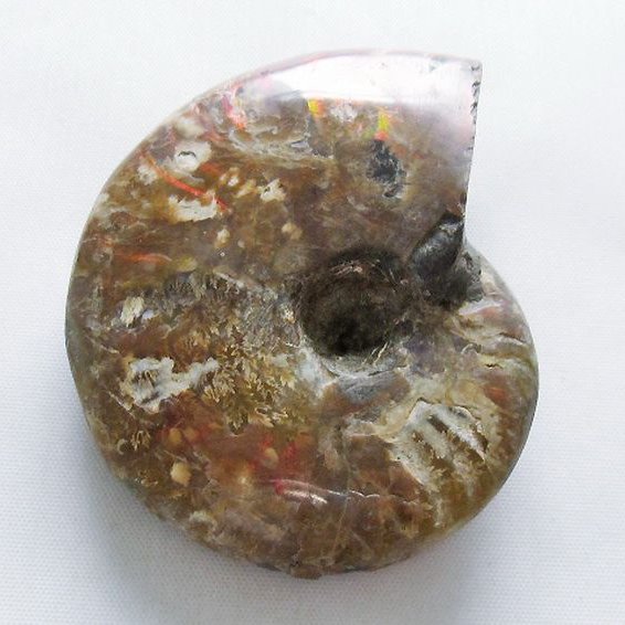 虹入り アンモナイト 化石[T570-4900]