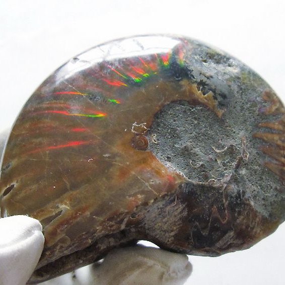 虹入り アンモナイト 化石[T570-4901]