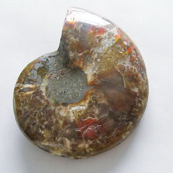 虹入り アンモナイト 化石[T570-4907]