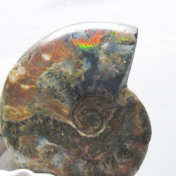 虹入り アンモナイト 化石[T570-4913]