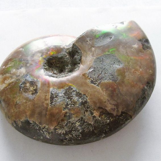 虹入り アンモナイト 化石[T570-4914]