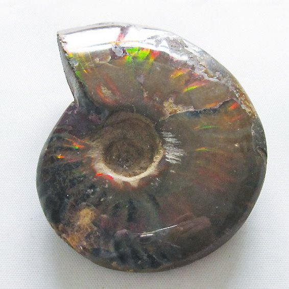 虹入り アンモナイト 化石[T570-4919]