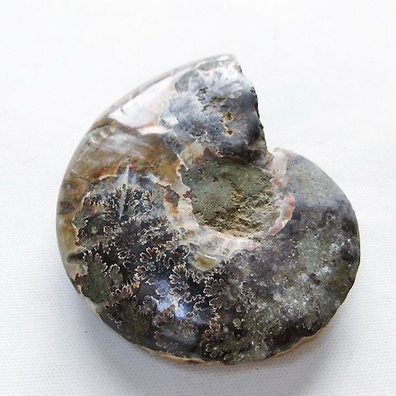 虹入り アンモナイト 化石[T570-4954]