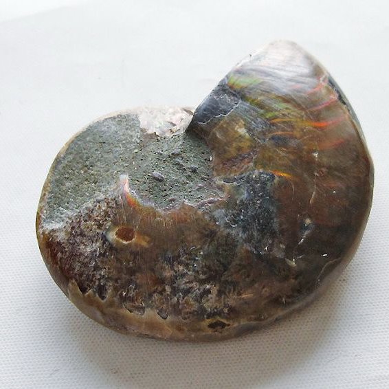 虹入り アンモナイト 化石[T570-4987]