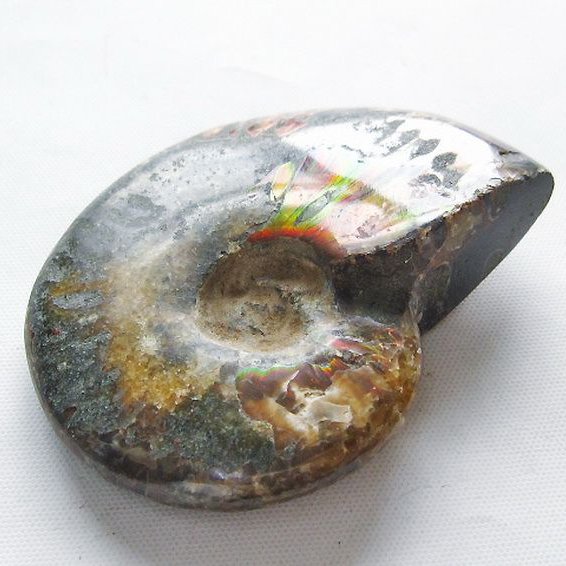 虹入り アンモナイト 化石[T570-5014]