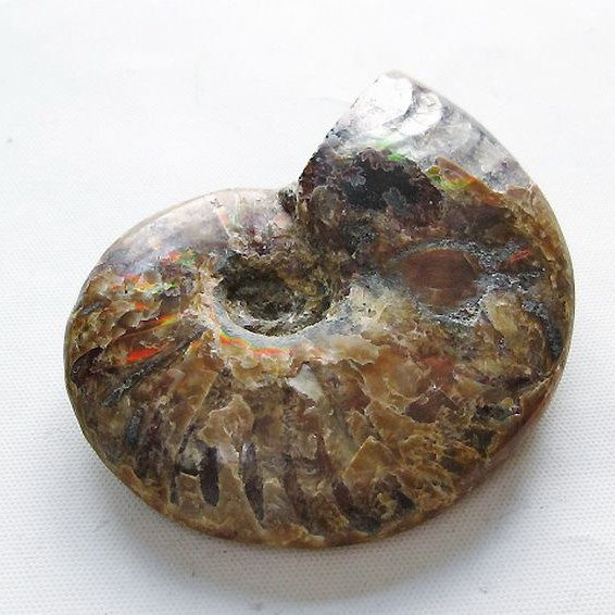 虹入り アンモナイト 化石[T570-5018]