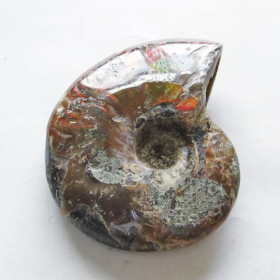 虹入り アンモナイト 化石[T570-5024]