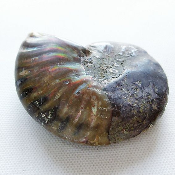 虹入り アンモナイト 化石[T570-5077]