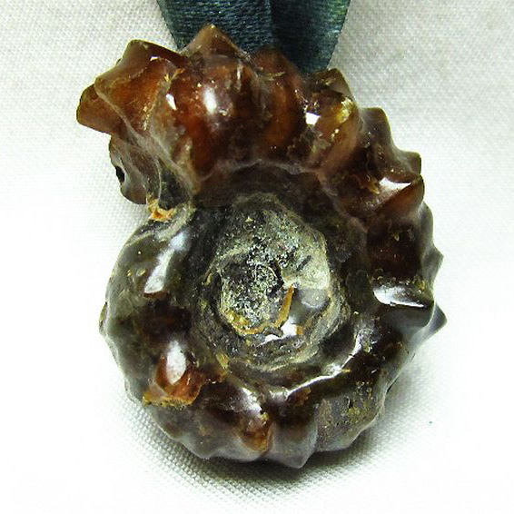 ドゥビレイセラス  化石[T723-1282]