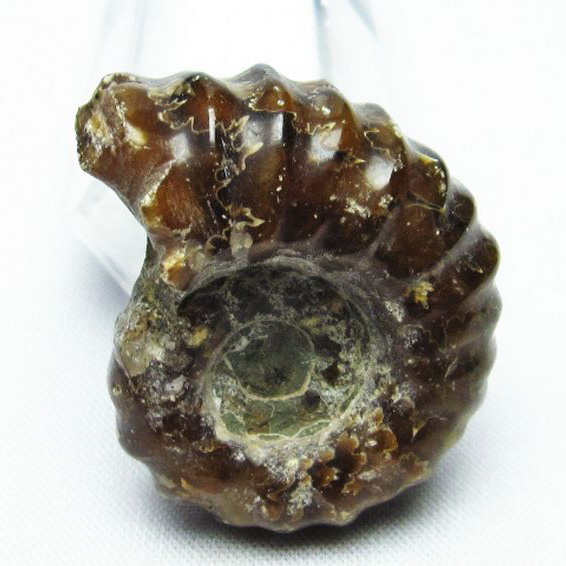 ドゥビレイセラス  化石[T723-1447]