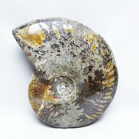 アンモナイト 化石[T723-1593]