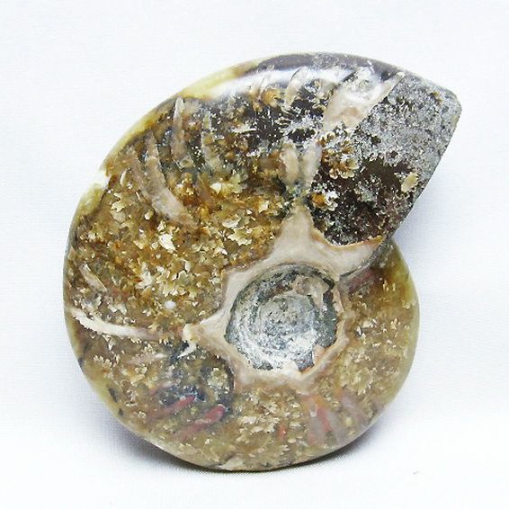 アンモナイト 化石[T723-1638]