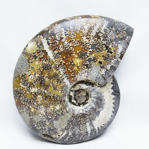 アンモナイト 化石[T723-1646]