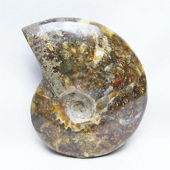 アンモナイト 化石[T723-1657]