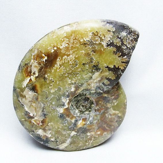 アンモナイト 化石[T723-1666]