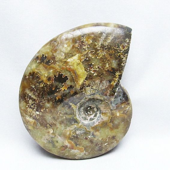 アンモナイト 化石[T723-1671]