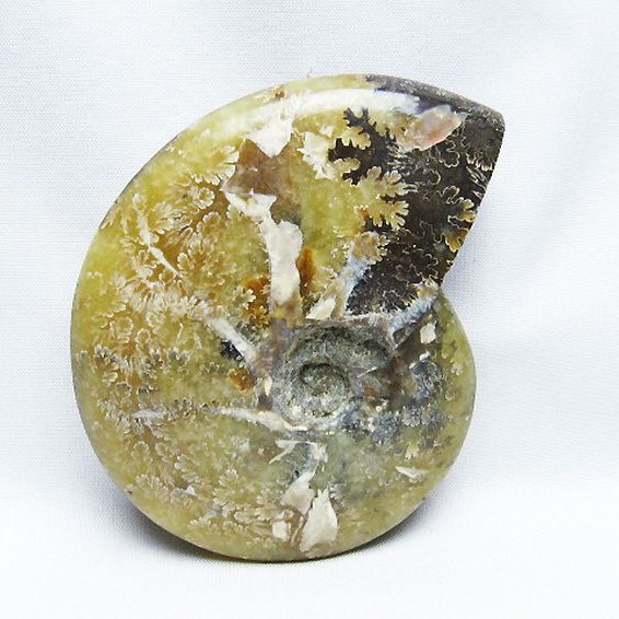 アンモナイト 化石[T723-1672]