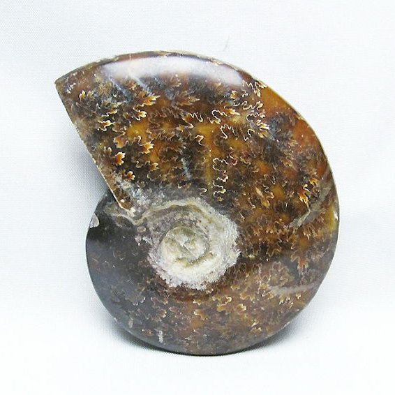 アンモナイト 化石[T723-1674]