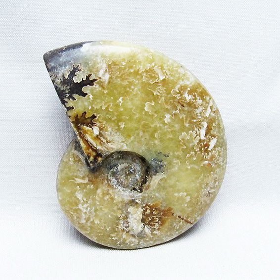 アンモナイト 化石[T723-1689]