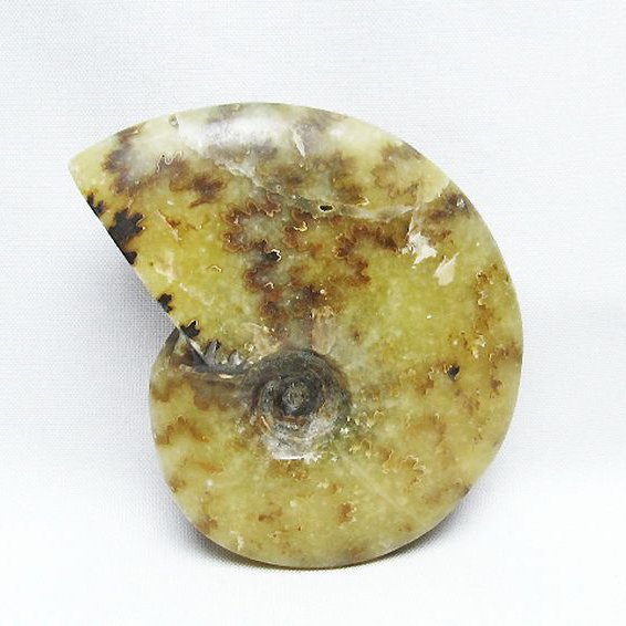 アンモナイト 化石[T723-1701]