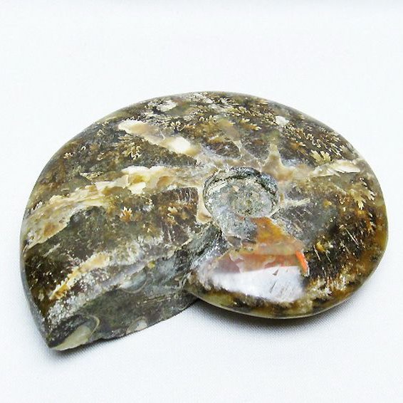 アンモナイト 化石[T723-1717]