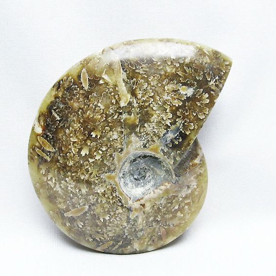 アンモナイト 化石[T723-1722]