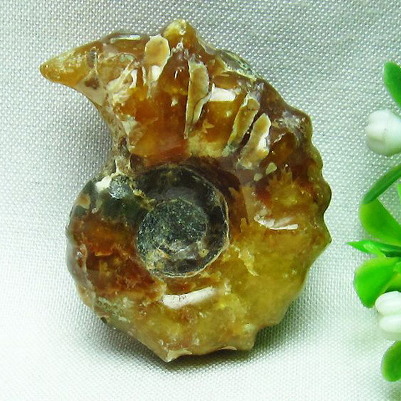 ドゥビレイセラス 化石[T723-936]