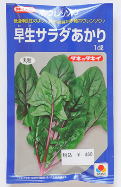 赤軸ホーレン草　早生サラダあかり