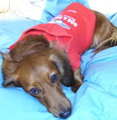 プリントフードトレーナー（ドッグ＆もぐら）