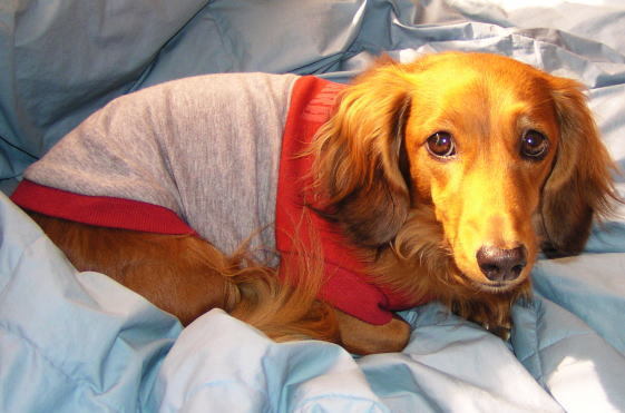 ２トーンカジュアルスウェット