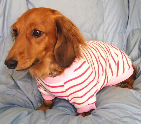 ボーダー柄コットンニット