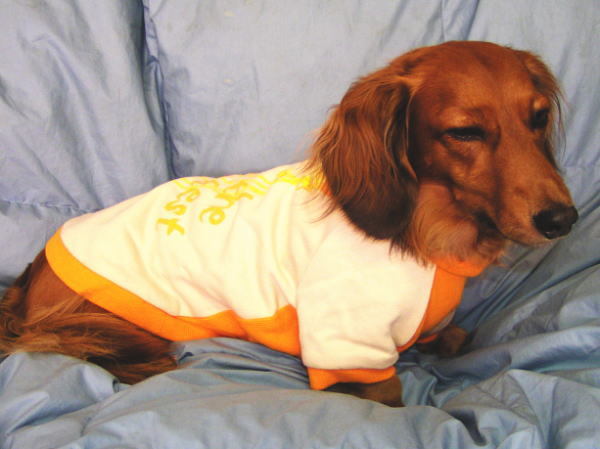 ボーダーユーズドプリントパーカー