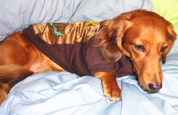 犬魂ジップアップスウェット