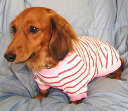 ボーダー柄コットンニット