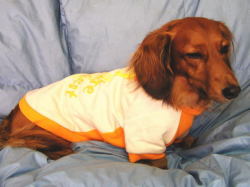 ボーダーユーズドプリントパーカー