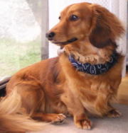 アニマルクールバンダナ　Ｓ