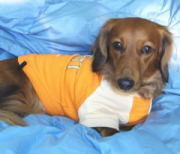 プリントラグラントレーナー（ピース）