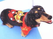 スタジアムジャンパー　スター