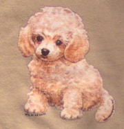 トレーナー　トイプードル