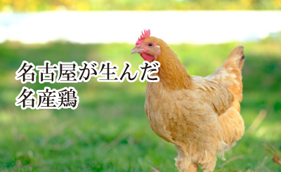 名古屋が生んだ名産鶏