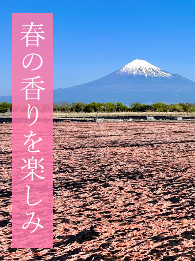 桜えびの画像　春の香りを楽しむ