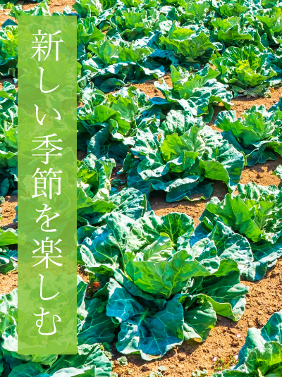 春キャベツの画像　新しい季節を楽しむ