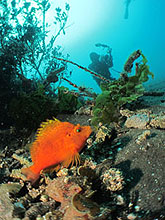 INON(イノン）UFL-M150 ZM80 水中マイクロ魚眼レンズ/激安！ダイビング  