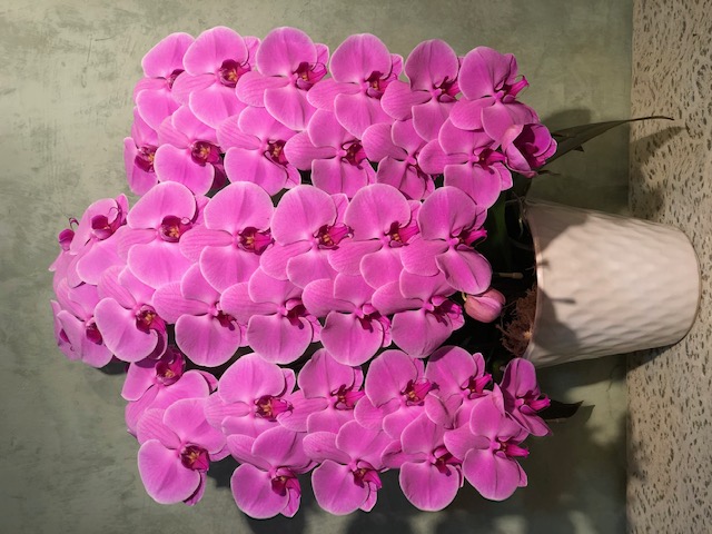 【16】　3本立・ピンク