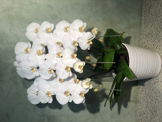 【32】　3本立・シロ