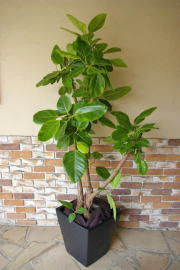 【149】アルテシマ