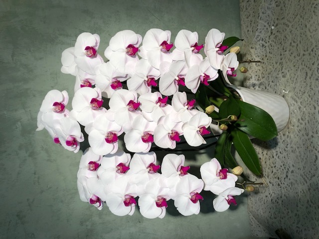 【29】　3本立・赤リップ