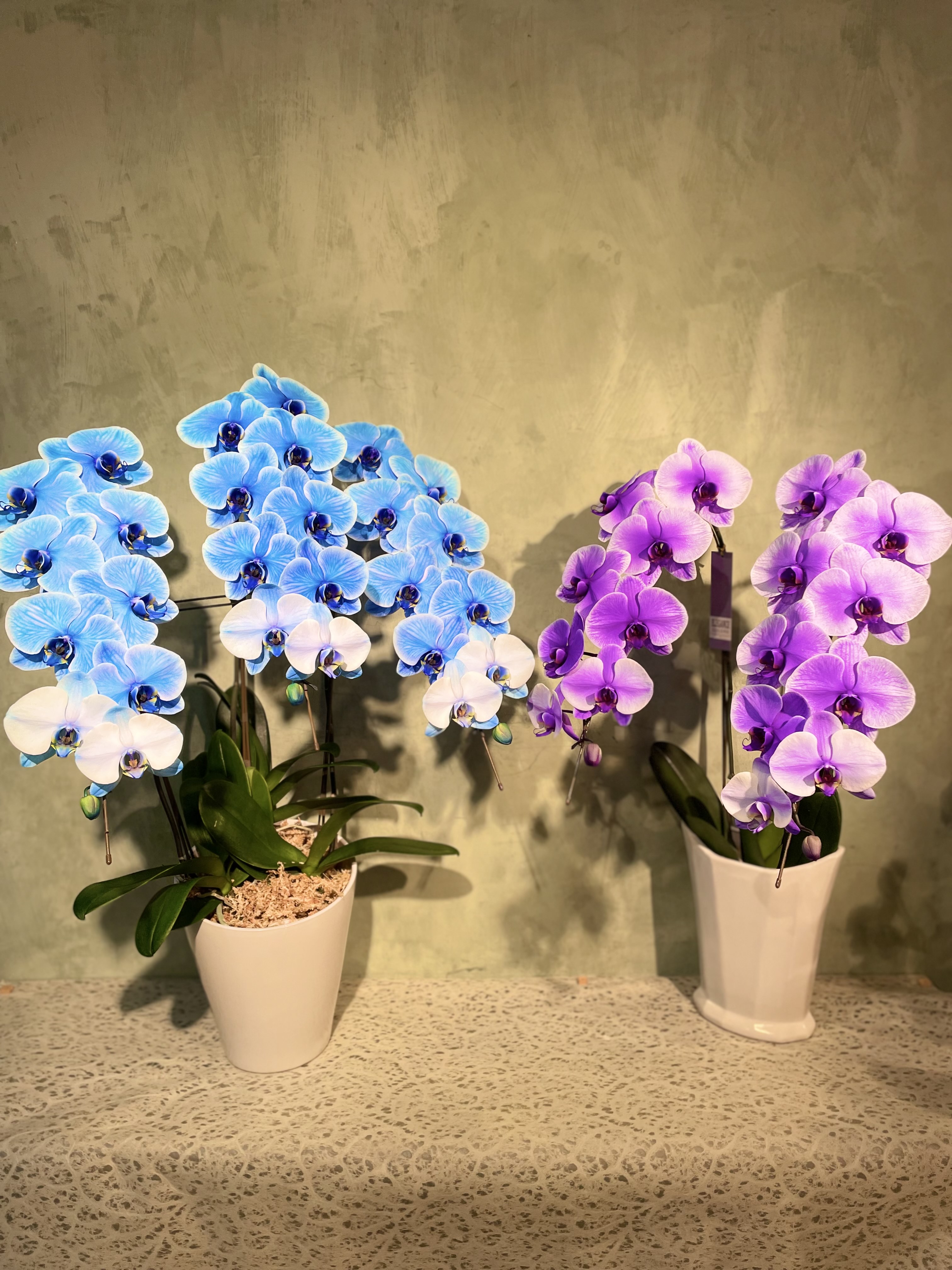 ブルーエレガンス3本立て 第一フラワー