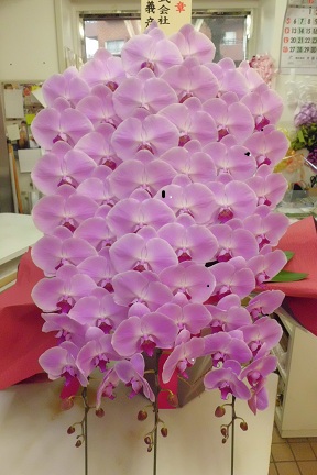 【10】　3本立・ピンク